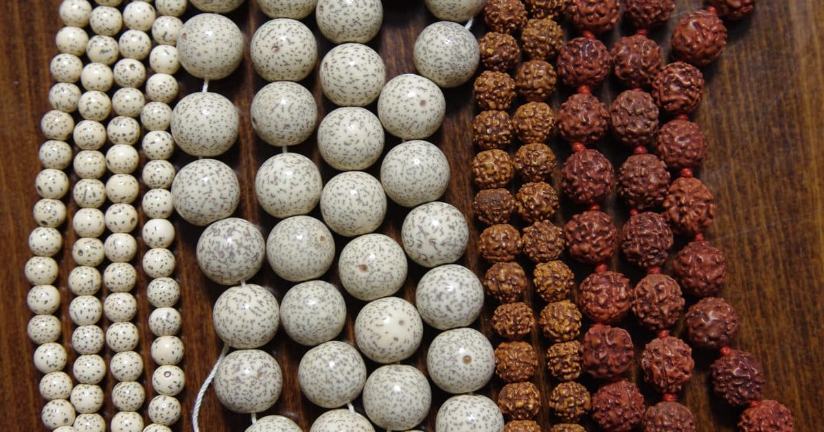 菩提樹の実の数珠は本物か——牧野富太郎の嘆きと、経典の「菩提子」